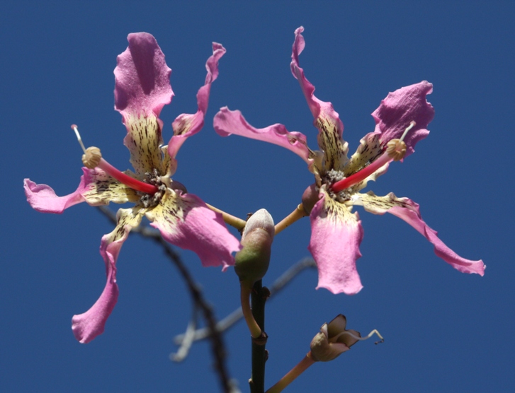 ceiba